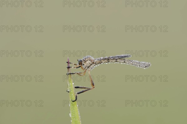 Striped slender robber fly (Leptogaster cylindrica) with dewdrops, North Rhine-Westphalia, Germany,