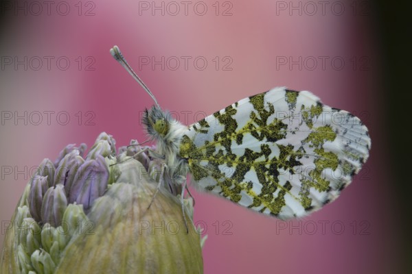 Orange tip (Anthocharis cardamines) butterfly resting on a garden Allium flower head in the