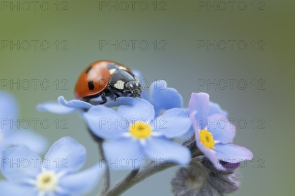 Seven-spot ladybird (Coccinella septempunctata) adult insect on a Forget-me-not flower, Suffolk,
