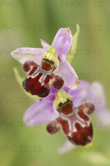 Bumblebee orchid (Ophrys holoserica subsp. pseudoscolopax), flowers, Provence, southern France