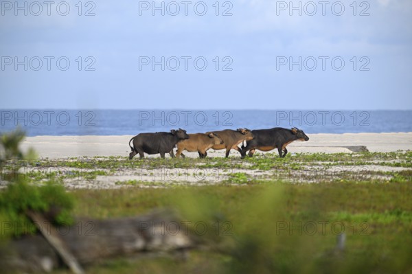 Red buffalo or forest buffalo (Syncerus nanus) on the beach, Petit Loango, Loango National Park,