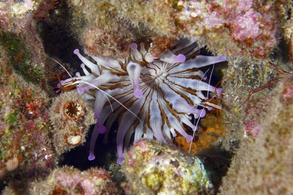White club-tipped anemone (Telmatactis cricoides) with purple-coloured tentacles in a crevice. Dive