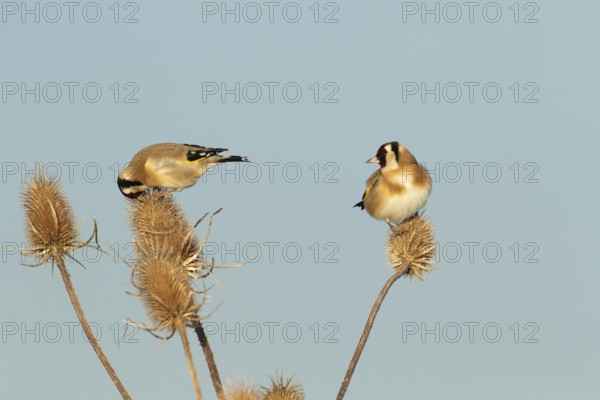 European goldfinch (Carduelis carduelis) two adult birds on a Teasel (Dipsacus fullonum) seedhead,