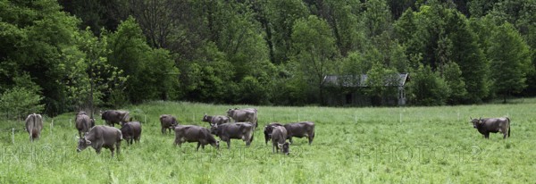 Brown Swiss dairy cows grazing in the meadow in italians Alps, Lombardy, Italy, Europe