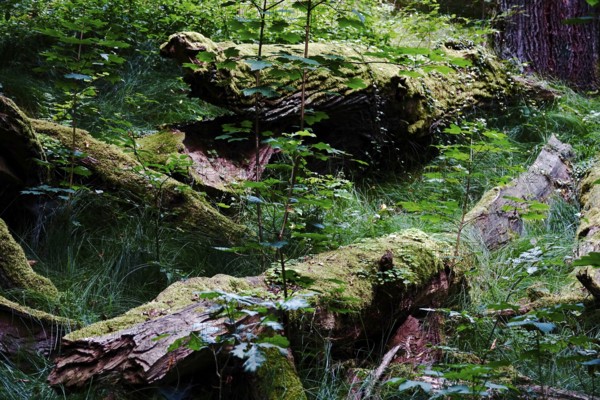 Tiefental nature reserve near Königsbrück in summer, West Lusatia, Saxony, Germany, Europe