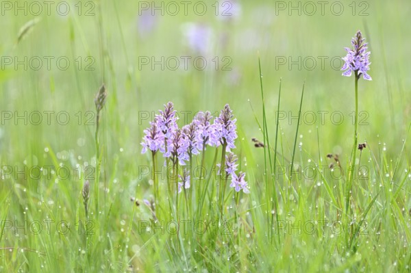 Moorland spotted orchid (Dactylorhiza maculata), flowering wild orchid, Lower Rhine, North