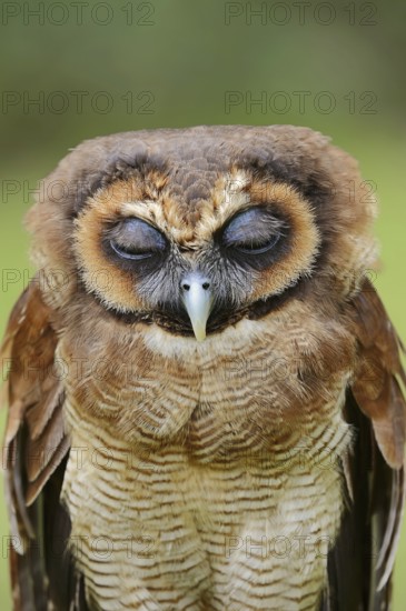 Brown wood owl (Strix leptogrammica), portrait, captive, occurrence in Asia