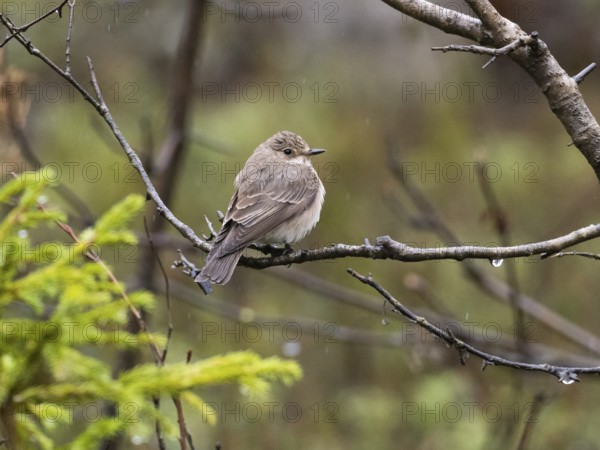 Spotted flycatcher (Muscicapa striata), perched on branch in the rain, May, Finnish Lapland