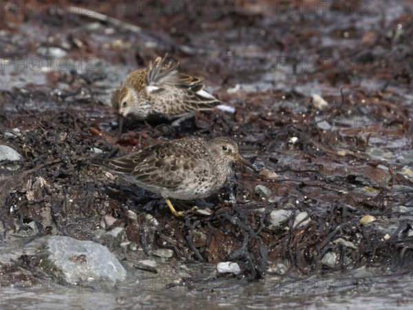 Purple sandpiper (Calidris maritima), foraging along the Arctic Ocean shoreline at low tide, May,