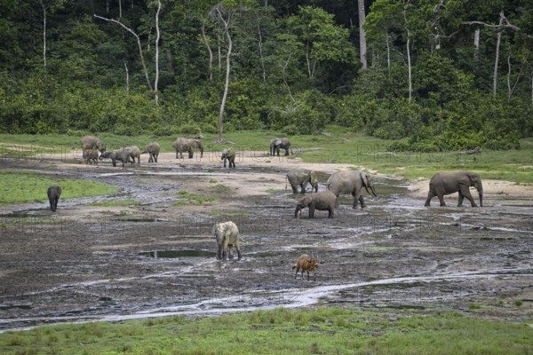 Forest elephants (Loxodonta cyclotis) and bongo antelopes (Tragelaphus eurycerus) in the Dzanga Bai