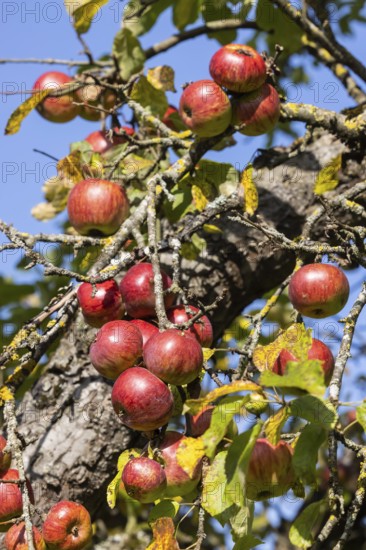 Orchard with apple tree near Herrenberg. The apple trees bear many fruits. Herrenberg,