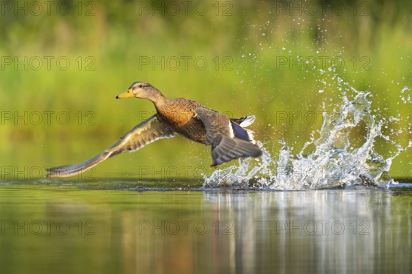 Mallard (Anas platyrhynchos) in flight, female, Aviemore, Scotland, Great Britain
