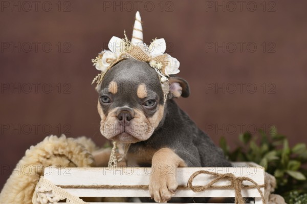 Lilac tan French Bulldog dog puppy with boho style unicorn headband in box in front of brown