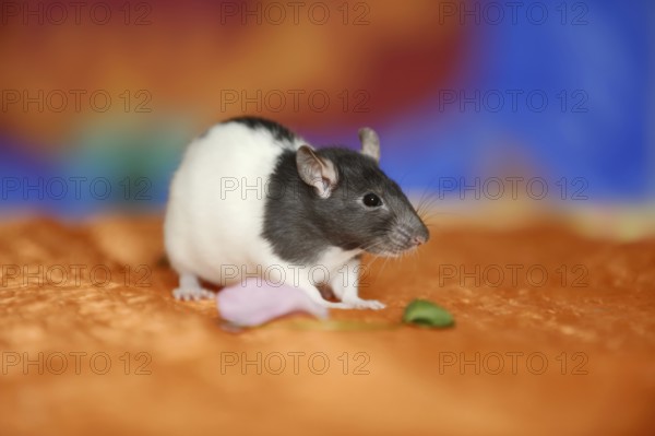 Coloured rat (Rattus novegicus forma domestica), young animal