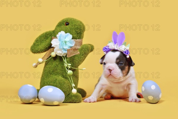 Tan pied French Bulldog dog puppy with Easter bunny ears, painted eggs and grass bunny on yellow