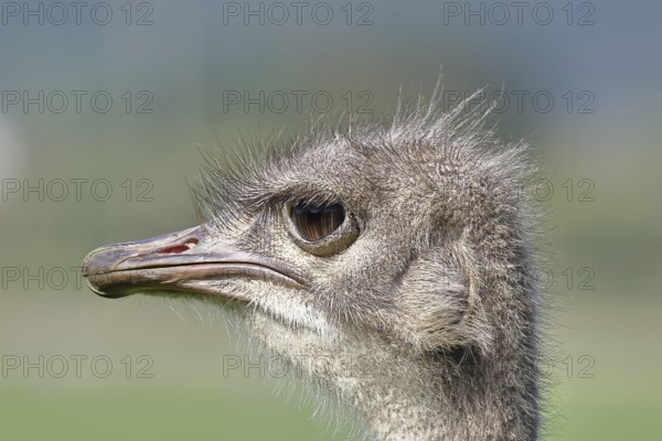 Common ostrich (Struthio camelus), portrait, captive, Rhineland-Palatinate, Germany, Europe