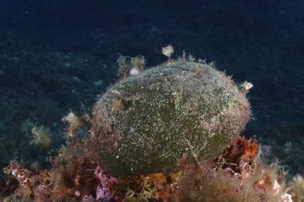 Sea ball, ball algae (Codium bursa), algae, in the Mediterranean Sea near Hyères. Dive site Giens
