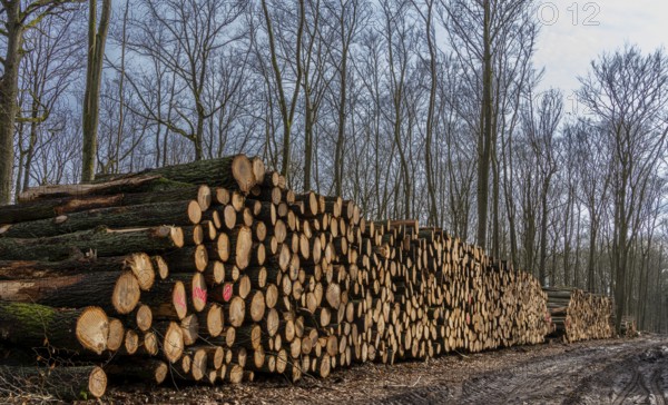Pile of wood in the forest, Berlin suburbs, Germany, Europe