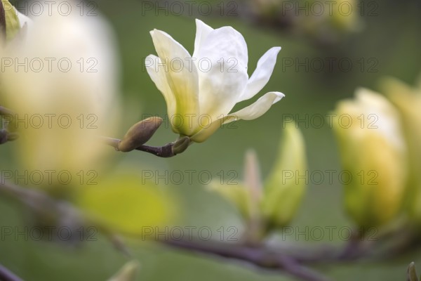 One speciality is a yellow-flowering magnolia (Magnolia Cultivar Eliszabeth) . Magnolias in bloom