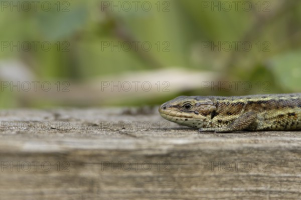Common lizard (Zootoca vivipara) adult reptile basking on a wooden sleeper, England, United