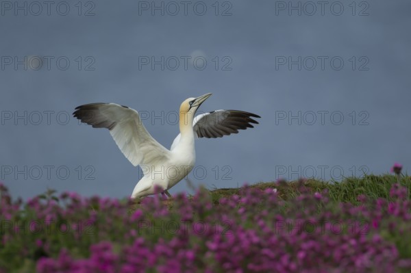 Northern gannet (Morus bassanus) adult bird stretching its wings amongst flowering Red campion