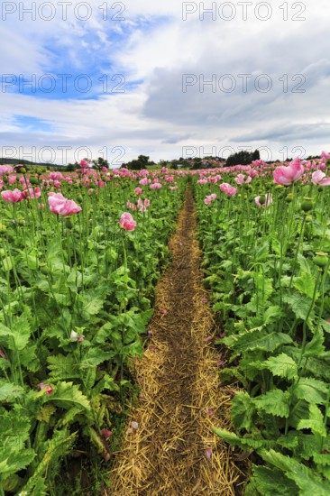 Hiking trail, circular trail in the opium poppy (Papaver somniferum), cultivation of edible poppy,