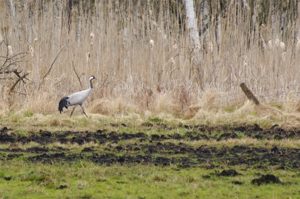 Crane (Grus grus) in Teufelsbruch, Waren, Müritz, Heilbad, Müritz National Park, Mecklenburg Lake