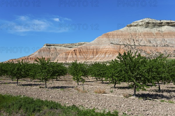 Orchard in front of impressive, barren mountains under a clear blue sky, Bardenas Reales Natural