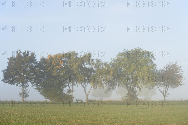 Deciduous trees with autumn leaves, row of trees at the edge of a field in the fog, blue sky, North
