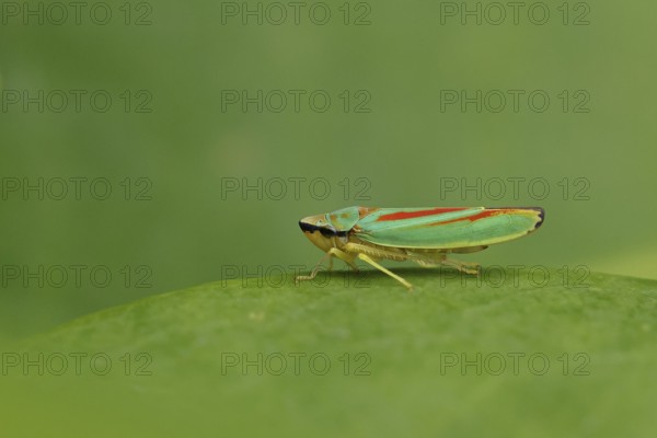 Rhododendron cicada (Graphocephala fennahi) sitting on a leaf of a rhododendron (Rhododendron),