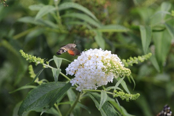 Dove tail (Macroglossum stellatarum), September, Saxony, Germany, Europe