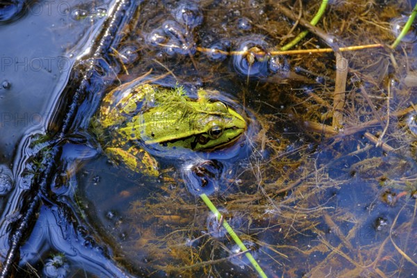 Edible Frog (Pelophylax esculentus), Schremser Hochmoor nature park Park, municipality of Schrems,