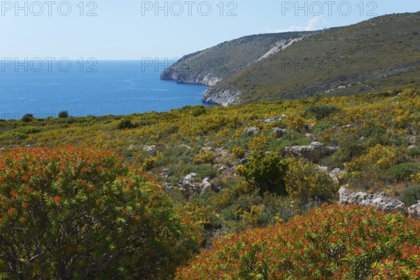 Blossoming coastal landscape with hills and a wide view of the blue sea, Itylo, Anatoliki Mani,