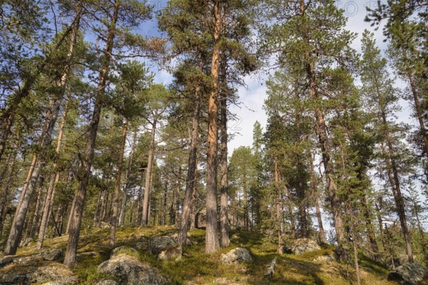 Tree population at Lake Inari, Lapland, Finland, Europe