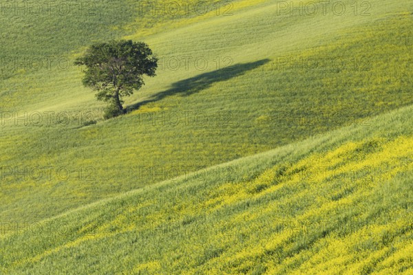 Mulberry tree (Morus) in a field with flowering yellow broom (Genista tinctoria), Tuscany, Italy,