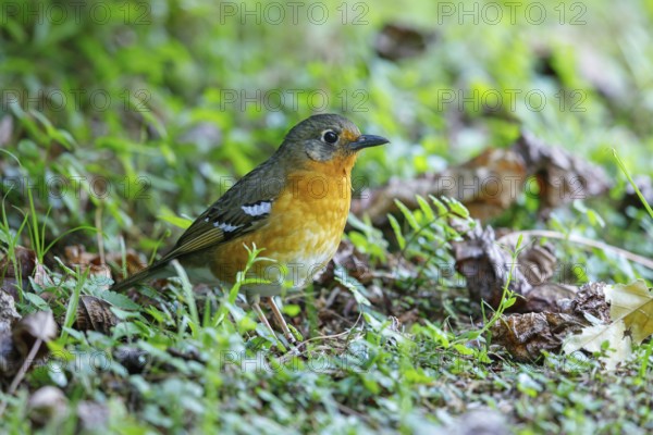 Orange ground thrush (Geokichla gurneyi), Zoothera gurneyi, Benvie Garden, Howick, KwaZulu-Natal,