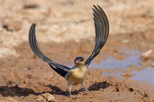 Red-rumped swallow (Hirundo daurica), Lesbos Island, Greece, Europsa, Europe