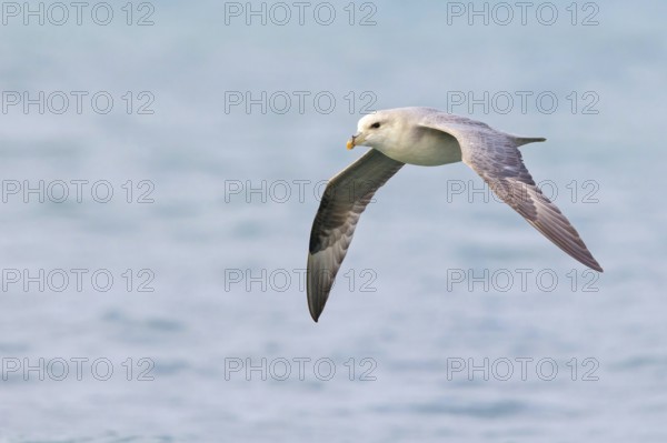 Northern fulmar (Fulmarus glacialis), Spitsbergen, Longyearbyen, Svalbard / Spitsbergen, Norway,