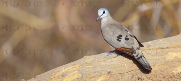 Black-billed wood dove (Turtur abyssinicus), Tendaba camp / Tendaba photo hid, Kwinella, South