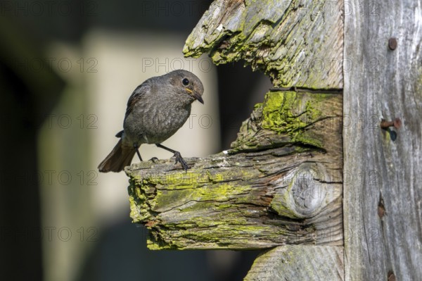 Black redstart (Phoenicurus ochruros gibraltariensis) female, first calendar year male perched on