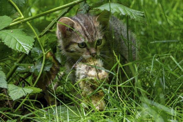 European wildcat, wild cat (Felis silvestris silvestris) 7 week old kitten with killed bird chick