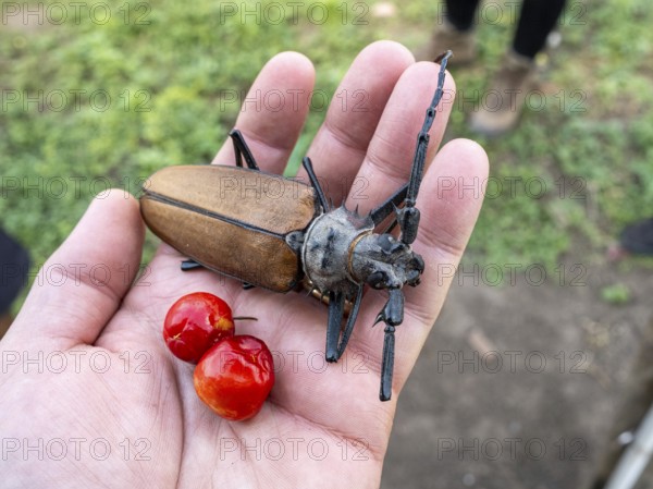 Titan beetle at an farm near Pousada Santa Clara, Nhecolandia, Corumba, Mato Grosso do Sul, Brazil,