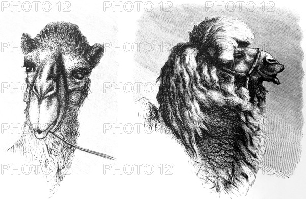 Head of a camel of the Turkic peoples in Central Asia, long hair, bridle, travelling in Asia,