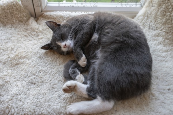 Sleeping, dreaming cat lying on a sheepskin, Mecklenburg-Vorpommern, Germany, Europe