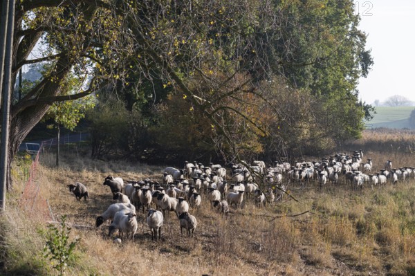 A flock of black-headed sheep (Ovis gmelini aries) on a pasture, Rehna, Mecklenburg-Western