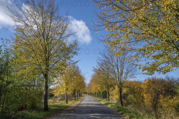 Autumnal lime tree avenue (Tilia platyphyllos) on a village street, Brützkow near Rehna,