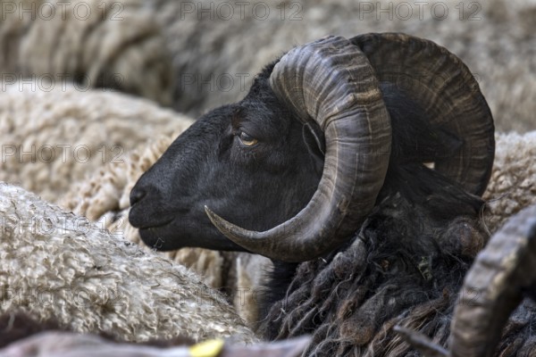 Male horned blackface domestic sheep (Ovis aries), Rehna, Mecklenburg-Western Pomerania, Germany,