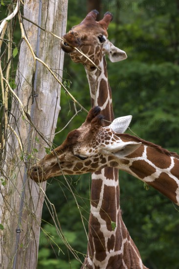 Two reticulated giraffes (Giraffa reticulata), Nuremberg Zoo, Middle Franconia, Bavaria, Germany,