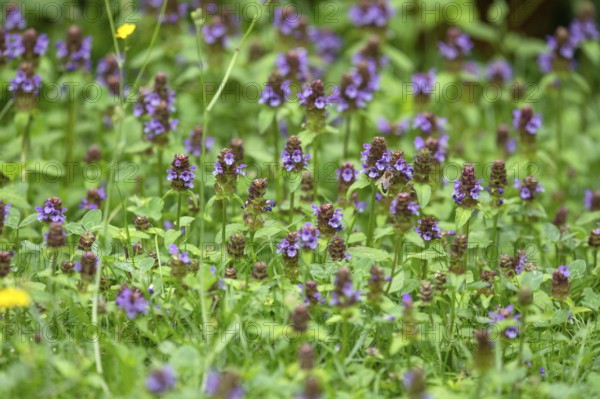 Common selfheal (Prunella), Bavaria, Germany, Europe