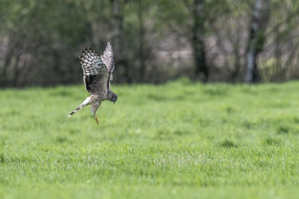 Hen harrier (Circus cyaneus), Emsland, Lower Saxony, Germany, Europe